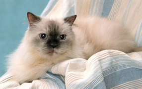 Милашка гималайская кошка