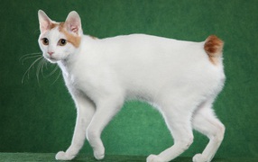 Cutie Japanese Bobtail