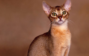 Милашка ориентальная короткошерстная кошка