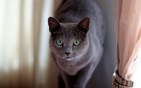 Cutie Russian Blue Cat