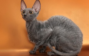 Дорогой кот корниш рекс