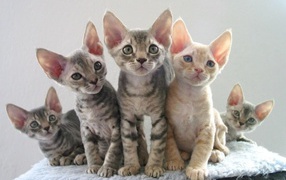 Котята девон-рекс