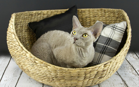 Devon Rex cat in a basket