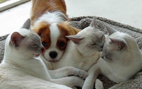 Собака и тонкинские кошки