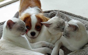 Собака и тонкинские кошки