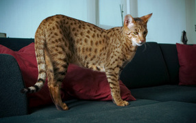 Domestic cat savanna