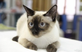 Ушастый кот меконгский бобтейл