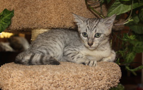 Egyptian Mau kitten