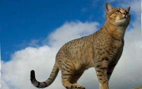 Египетская мау на заборе