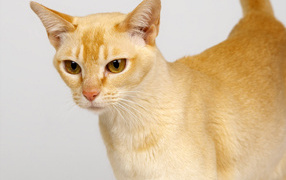 Выразительный глаза цейлонской кошки