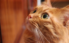 Глаза курильского бобтейла