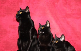 Семья бомбейских кошек