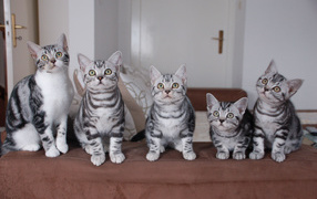 Family of American Shorthair kittens