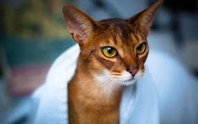 Модная абиссинская кошка