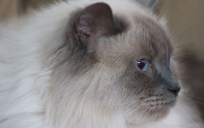 Пушистая гималайская кошка