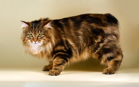 Пушистый курильский бобтейл