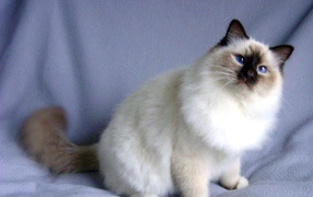 Fluffy cat Snowshoe