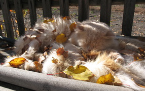 Пушистый кот в листьях