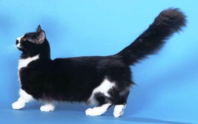 Пушистая кошка манчкин