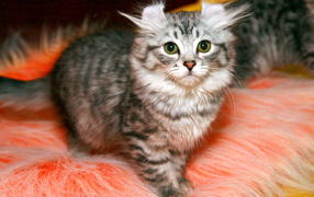 Пушистый котенок американский керл