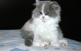 Пушистый котенок британской длинношерстной кошки