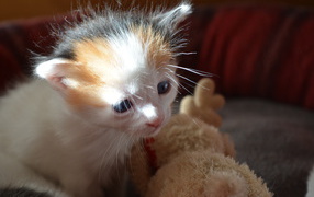 Fluffy kitten Japanese Bobtail