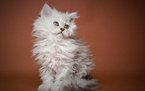 Пушистый котенок селкирк рекс