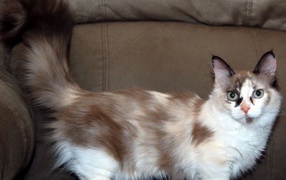 Fluffy tail cat munchkin