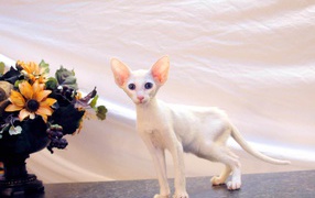 Котенок форин вайт