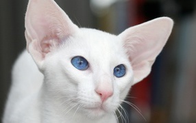Голубоглазый форин вайт