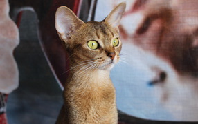 Забавный котенок абиссинки