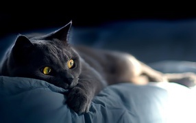 Забавная русская голубая кошка