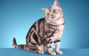 Забавная американская короткошерстная кошка