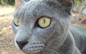 Забавный кот корат