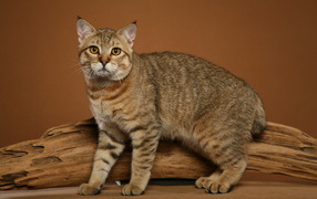 Забавный кот пиксибоб