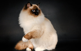 Забавная кошка рэгдолл