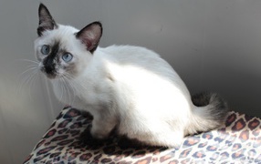 Забавный котенок меконгский бобтейл