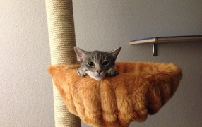 Немецкий рекс в корзине