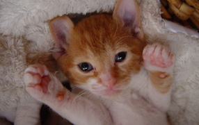 Котенок немецкий рекс