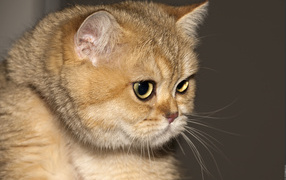 Рыжая британская короткошерстная кошка