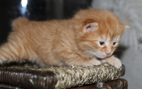 Рыжий котенок американский бобтейл