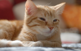 Рыжий котенок европейской короткошерстной кошки