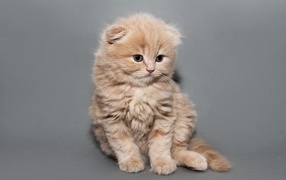 Ginger kitten Scottish cat