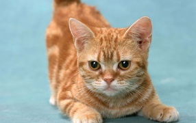 Рыжий котенок манчкин