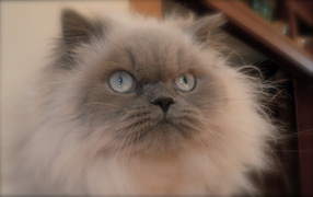 Хмурая гималайская кошка