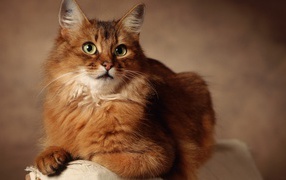 Gorgeous Somali cat