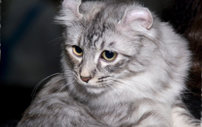 Серый американский керл