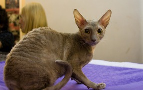 Серый корниш рекс