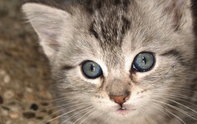 Gray kitten Ojos azules