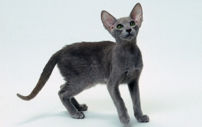 Gray kitten Oriental Shorthair cats